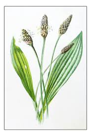 Attēlu rezultāti vaicājumam “Plantago lanceolata”