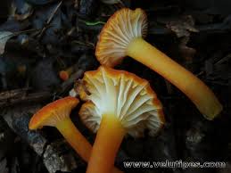 Attēlu rezultāti vaicājumam “Hygrocybe cantharellus”