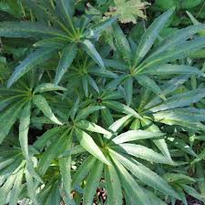 Image result for Helleborus foetidus