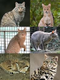 Attēlu rezultāti vaicājumam “Felis silvestris catus”