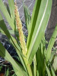 Attēlu rezultāti vaicājumam “Echinochloa crus-galli leaf”