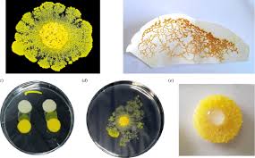 Attēlu rezultāti vaicājumam “Physarum luteolum young”
