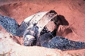 Image result for Dermochelys coriacea