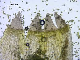 Attēlu rezultāti vaicājumam “Orthotrichum patens”