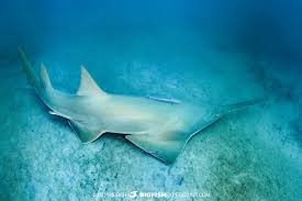 Image result for Pristis pectinata