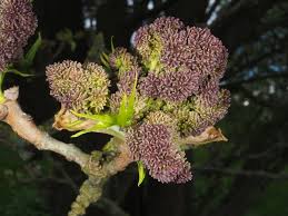 Attēlu rezultāti vaicājumam “Fraxinus excelsior flower”
