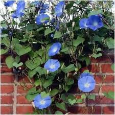 Image result for Ipomoea Heavenly Blue