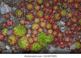 Attēlu rezultāti vaicājumam “Jovibarba globifera fruit”