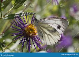 Attēlu rezultāti vaicājumam “Pieris napi underside”