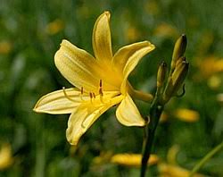 Attēlu rezultāti vaicājumam “Hemerocallis lilioasphodelus”