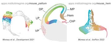 Attēlu rezultāti vaicājumam “Perichaena corticalis sessile”