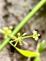 Attēlu rezultāti vaicājumam “Hydrocotyle vulgaris bud”
