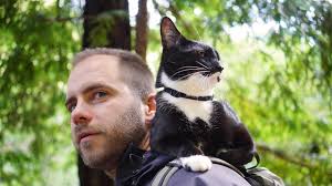 Image result for cat man