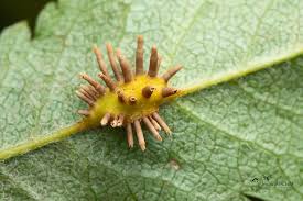 Attēlu rezultāti vaicājumam “Gymnosporangium cornutum”