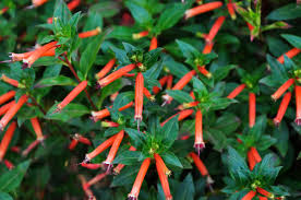 Attēlu rezultāti vaicājumam “Lythraceae”