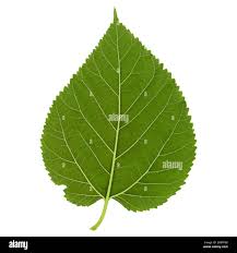 Attēlu rezultāti vaicājumam “Morus alba leaf”