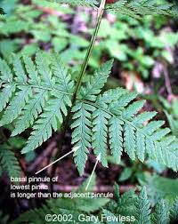 Attēlu rezultāti vaicājumam “Dryopteris carthusiana”