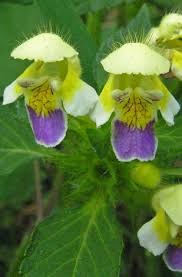 Attēlu rezultāti vaicājumam “Galeopsis speciosa”