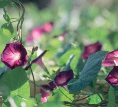 Image result for Ipomoea purpurea