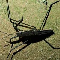 Attēlu rezultāti vaicājumam “Aquarius najas”