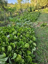 Attēlu rezultāti vaicājumam “Bergenia crassifolia”