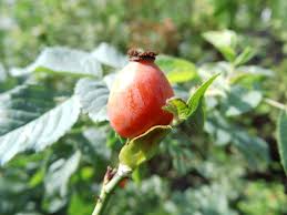 Attēlu rezultāti vaicājumam “Rosa subcanina fruit”