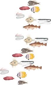 Image result for Eumegistus illustris