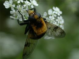 Attēlu rezultāti vaicājumam “Volucella bombylans”