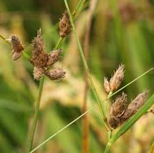 Attēlu rezultāti vaicājumam “Bolboschoenus maritimus flower”
