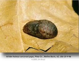 Attēlu rezultāti vaicājumam “Mellicta athalia larva”