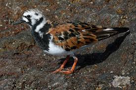 Attēlu rezultāti vaicājumam “Arenaria interpres adult”