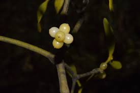 Attēlu rezultāti vaicājumam “Viscum album female flower”