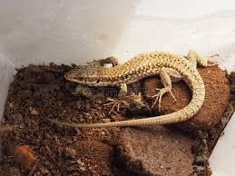 Attēlu rezultāti vaicājumam “Reptilia”