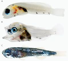 Image result for Trachinotus falcatus