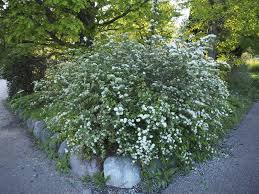 Attēlu rezultāti vaicājumam “Spiraea chamaedryfolia”