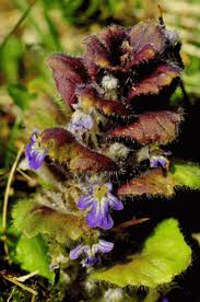 Attēlu rezultāti vaicājumam “Ajuga pyramidalis”