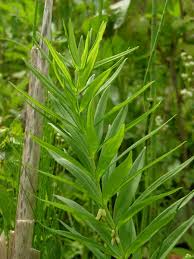 Attēlu rezultāti vaicājumam “Polygonatum verticillatum”
