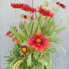Image result for Gaillardia
