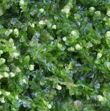 Attēlu rezultāti vaicājumam “Odontoschisma denudatum”