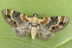 Attēlu rezultāti vaicājumam “Eupithecia linariata”