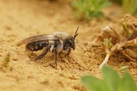 Attēlu rezultāti vaicājumam “Andrena vaga”