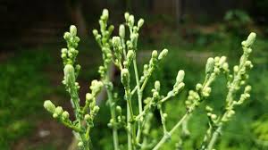 Attēlu rezultāti vaicājumam “Lactuca sativa flower”