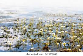 Attēlu rezultāti vaicājumam “Batrachium circinatum flower”