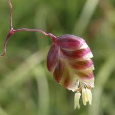 Attēlu rezultāti vaicājumam “Briza media flower”