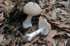 Attēlu rezultāti vaicājumam “Amanita pantherina”