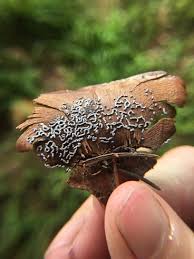 Attēlu rezultāti vaicājumam “Physarum cinereum macro”