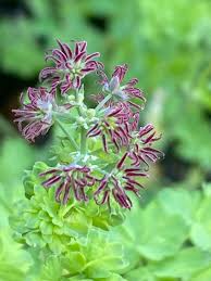 Attēlu rezultāti vaicājumam “Thalictrum”