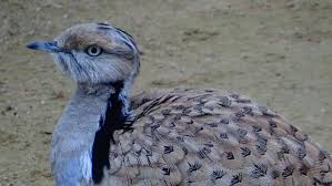 Image result for Chlamydotis macqueenii