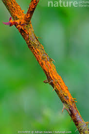 Attēlu rezultāti vaicājumam “Phragmidium sp.”