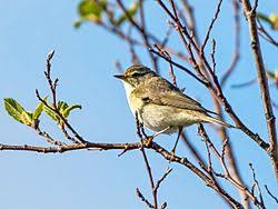 Attēlu rezultāti vaicājumam “Phylloscopus trochiloides”